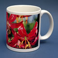 mug351 lilium claude schride 0836